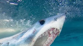 Když žraloci útočí VI (6)