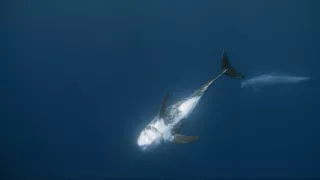 Ticho ve Středozemním moři