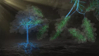 Tajemné stromy - dokonalé přírodní systémy (2/2)