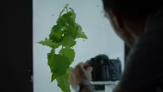 Tajemné stromy - dokonalé přírodní systémy (2/2)