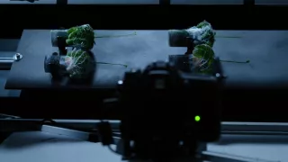 Tajemné stromy - dokonalé přírodní systémy (2/2)