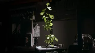 Tajemné stromy - dokonalé přírodní systémy (2/2)