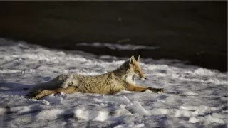 Kamčatka, tajuplná krajina