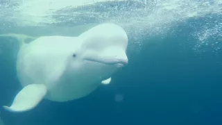 Tajemství Arktidy II (6)