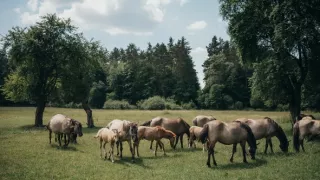 V karavane po Poľsku (2/8)