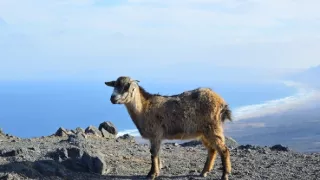 Na ceste po ostrove Fuerteventura