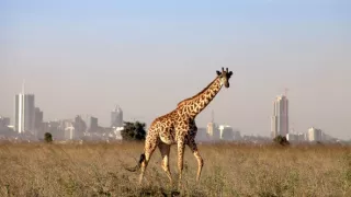 Divočina v mestách