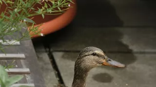 Divočina v mestách