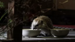 Divočina v mestách