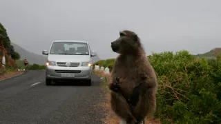 Divočina v mestách