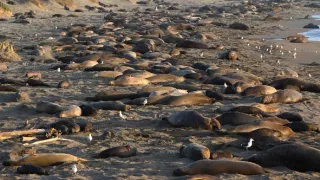 Na cestě po centrální Kalifornii