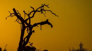 Dědictví levhartí královny