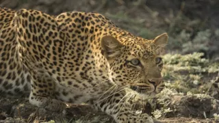 Dědictví levhartí královny