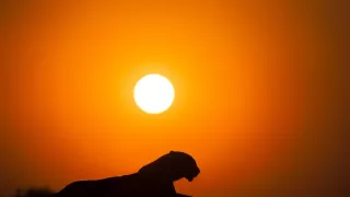 Dědictví levhartí královny