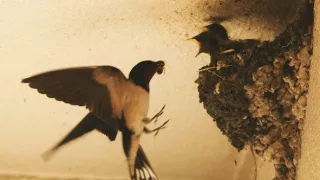 Království divočiny: Příroda v Tokiu - léto