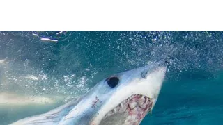 Když žraloci útočí VII (2)