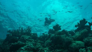 Ťažký osud starých kmeňov