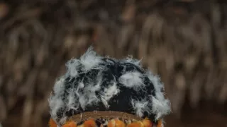 Ťažký osud starých kmeňov