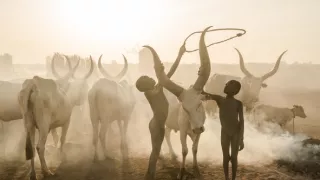 Ťažký osud starých kmeňov