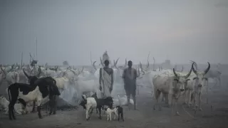 Ťažký osud starých kmeňov