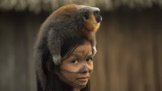 Ťažký osud starých kmeňov