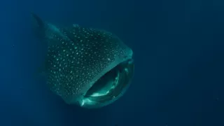 Tajomstvá oceánu