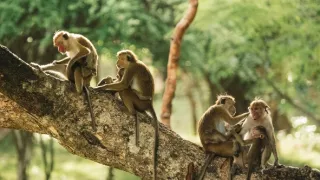 Tajemství opičího ostrova (1)