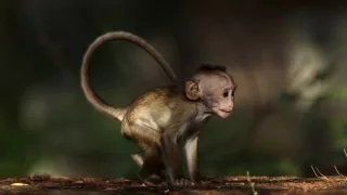 Tajemství opičího ostrova (1)