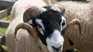 Rok v divočine (2/3)