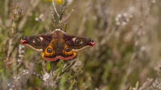Rok v divočine (2/3)