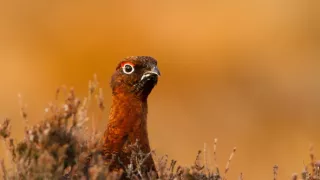 Rok v divočine (2/3)