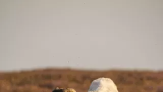 Rok v divočine (2/3)