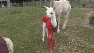 Veterinář z Yorkshiru XI (8)