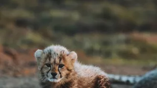 Dcéry a synovia divočiny (3/5)