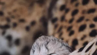 Dcéry a synovia divočiny (3/5)