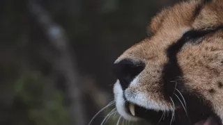 Dcéry a synovia divočiny (3/5)