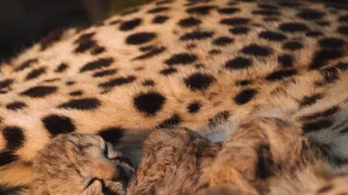 Dcéry a synovia divočiny (3/5)