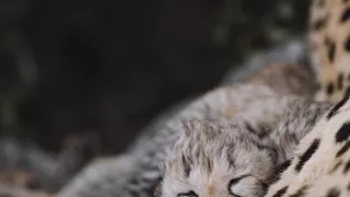 Dcéry a synovia divočiny (3/5)