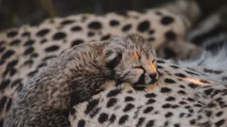 Dcéry a synovia divočiny (3/5)