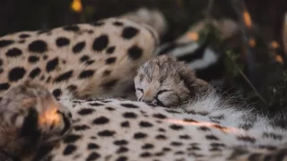 Dcéry a synovia divočiny (3/5)