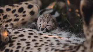 Dcéry a synovia divočiny (3/5)