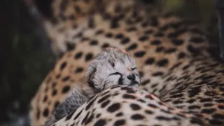 Dcéry a synovia divočiny (3/5)