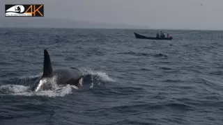 Divoká príroda Gibraltáru