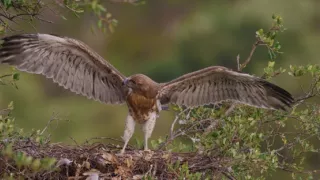 Divoká príroda Gibraltáru