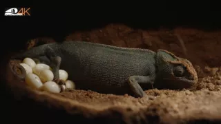 Divoká príroda Gibraltáru