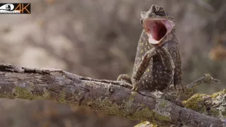 Divoká príroda Gibraltáru