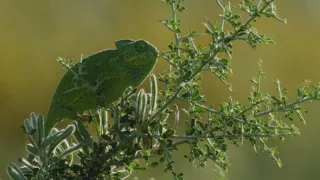 Divoká príroda Gibraltáru