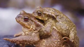 Divoká príroda Gibraltáru