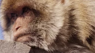 Divoká príroda Gibraltáru