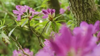 Divoká príroda Gibraltáru